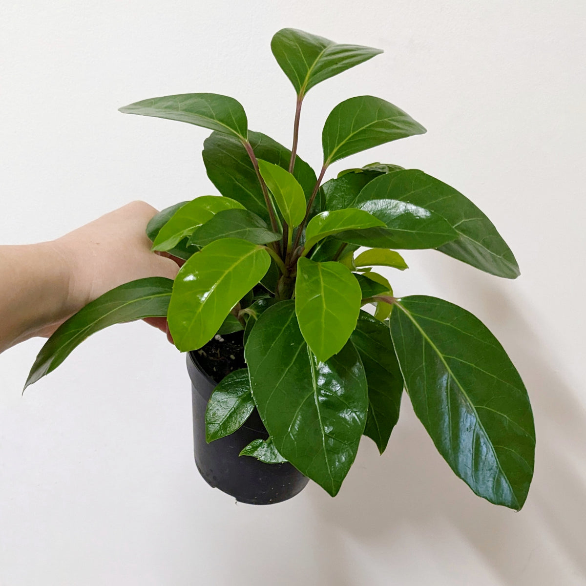 Schefflera actinophylla amate ‘Alpine Junior’ (Umbrella Tree) 12cm