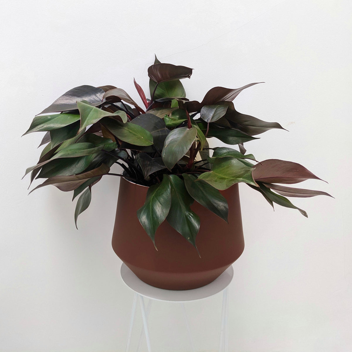 Philodendron tatei 'Royal Queen' - 20cm pot