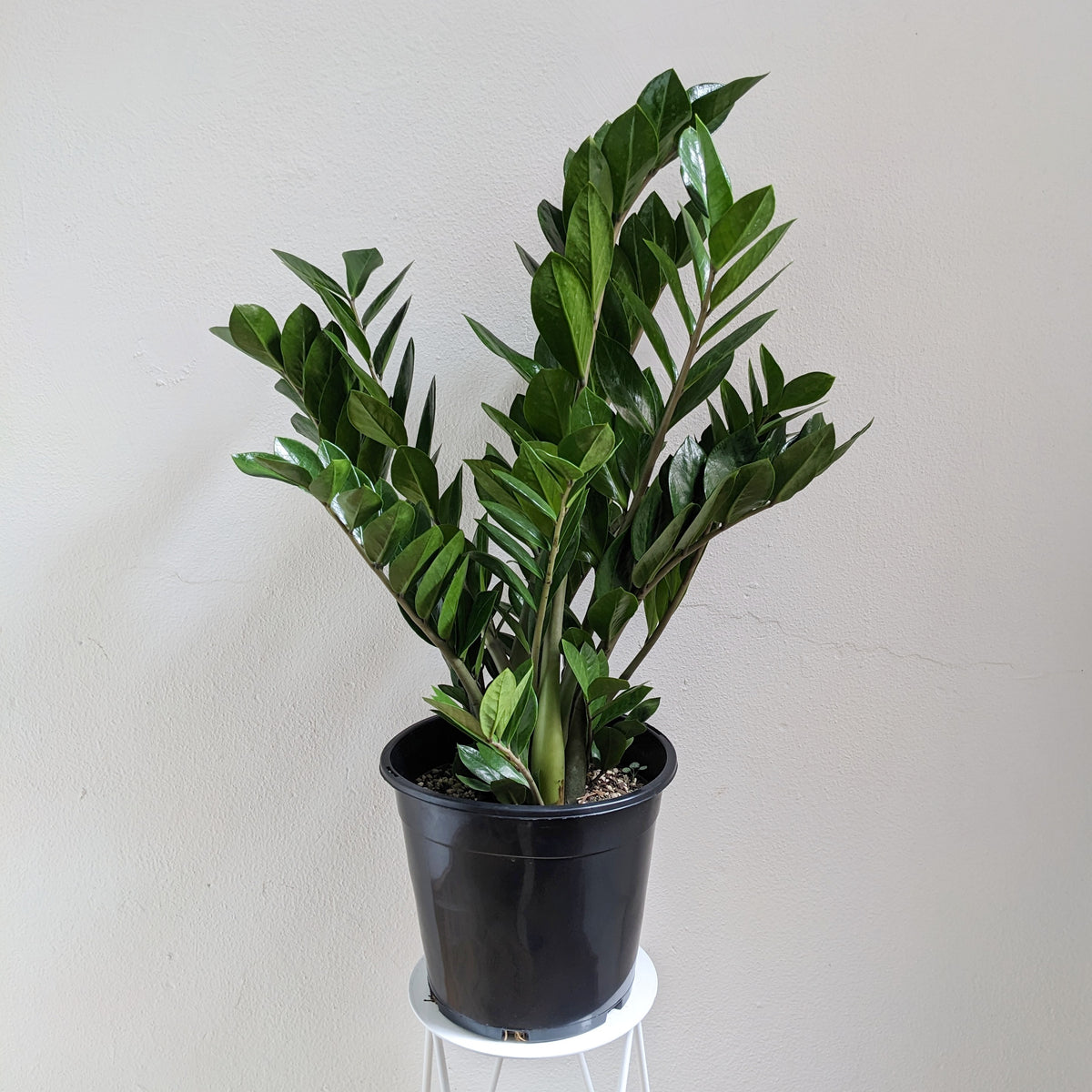 buy zz plant australia Zamioculcas zamiifolia (Zanzibar Gem, ZZ Plant) - 25cm Pot