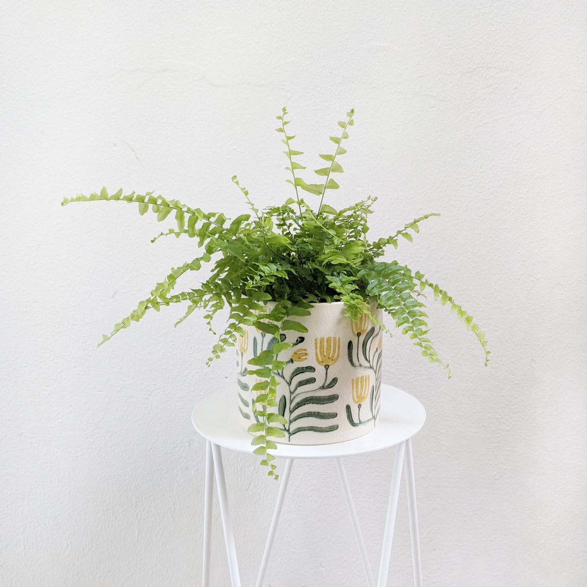 Nephrolepis exaltata (Sword Fern, Boston Fern) - 12cm pot | Plantsmith ...
