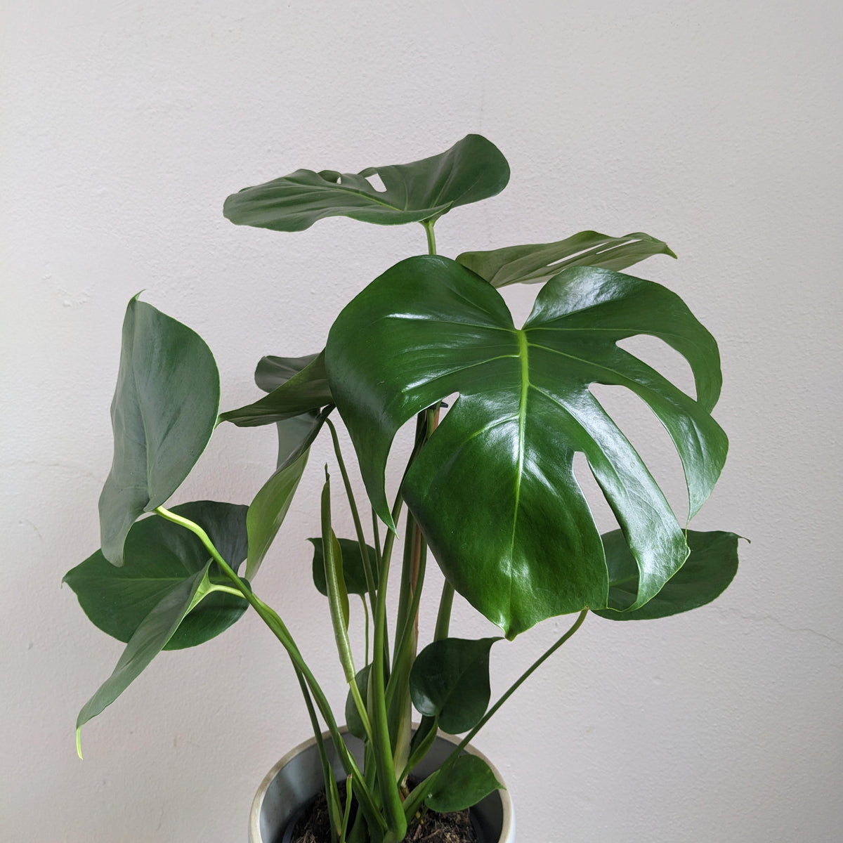 Monstera deliciosa - 17cm pot