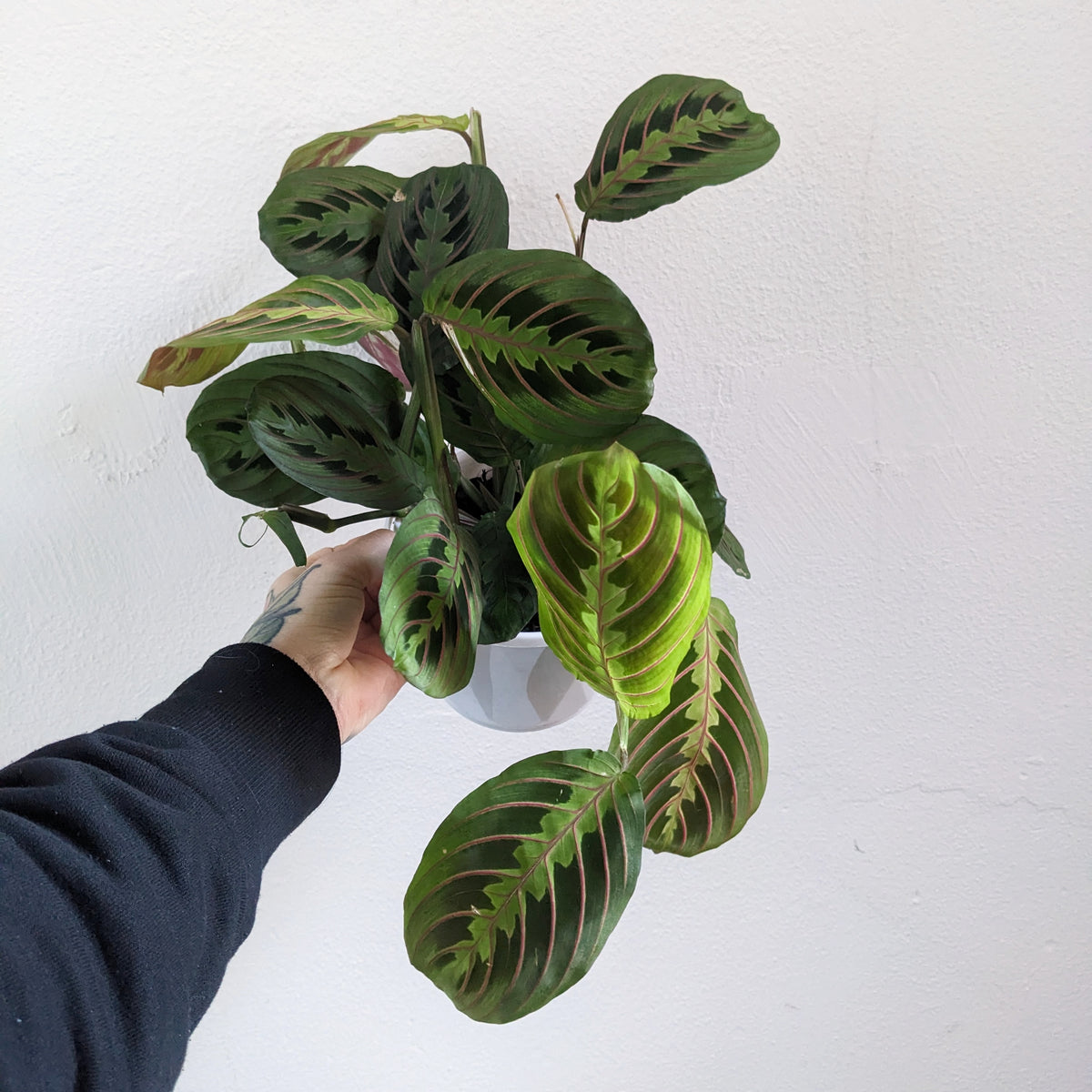 prayer plant australia Maranta Leuconeura 'Red Vein' (Prayer Plant) - 13cm pot