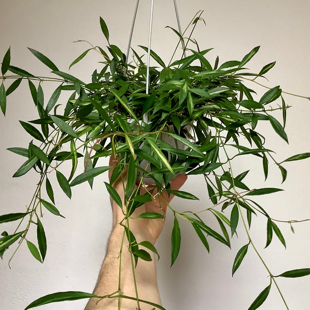 Hoya tsangii 'Variegata' ADVANCED - 13cm pot