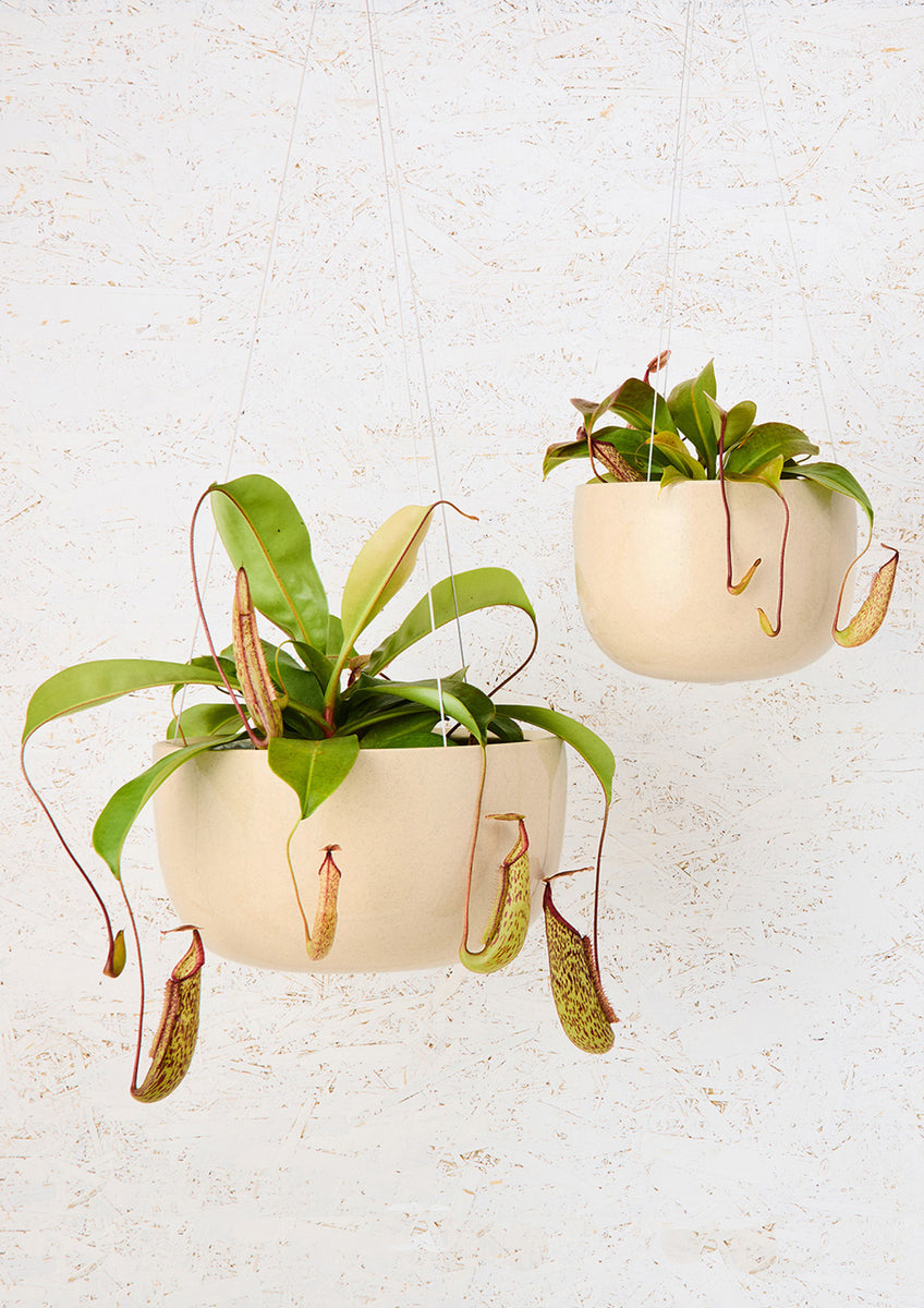 angus and celeste hanging planter Angus & Celeste Glazed Earth Hanging Planter - Speckled Clay
