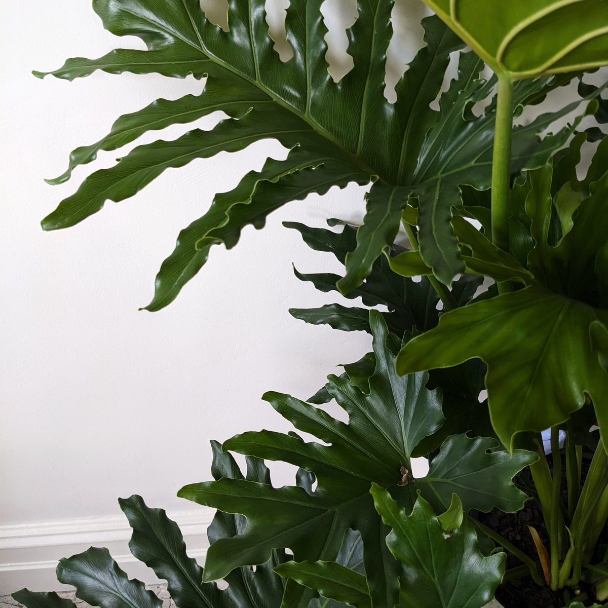 philodendron compactum Philodendron selloum compacta - 30cm pot