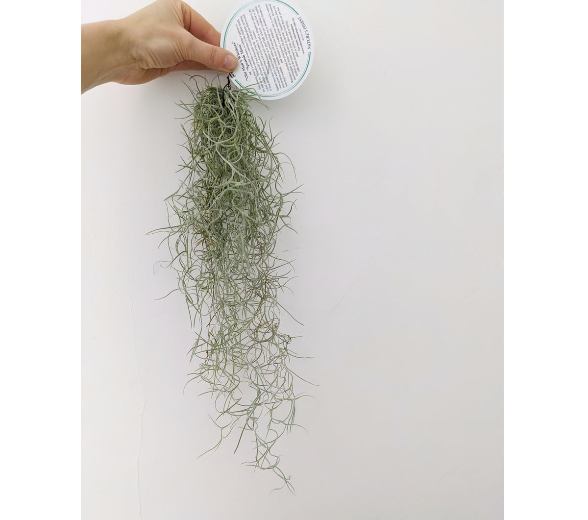 Tillandsia usneoides (Spanish Moss Air Plant) Plantsmith Indoor