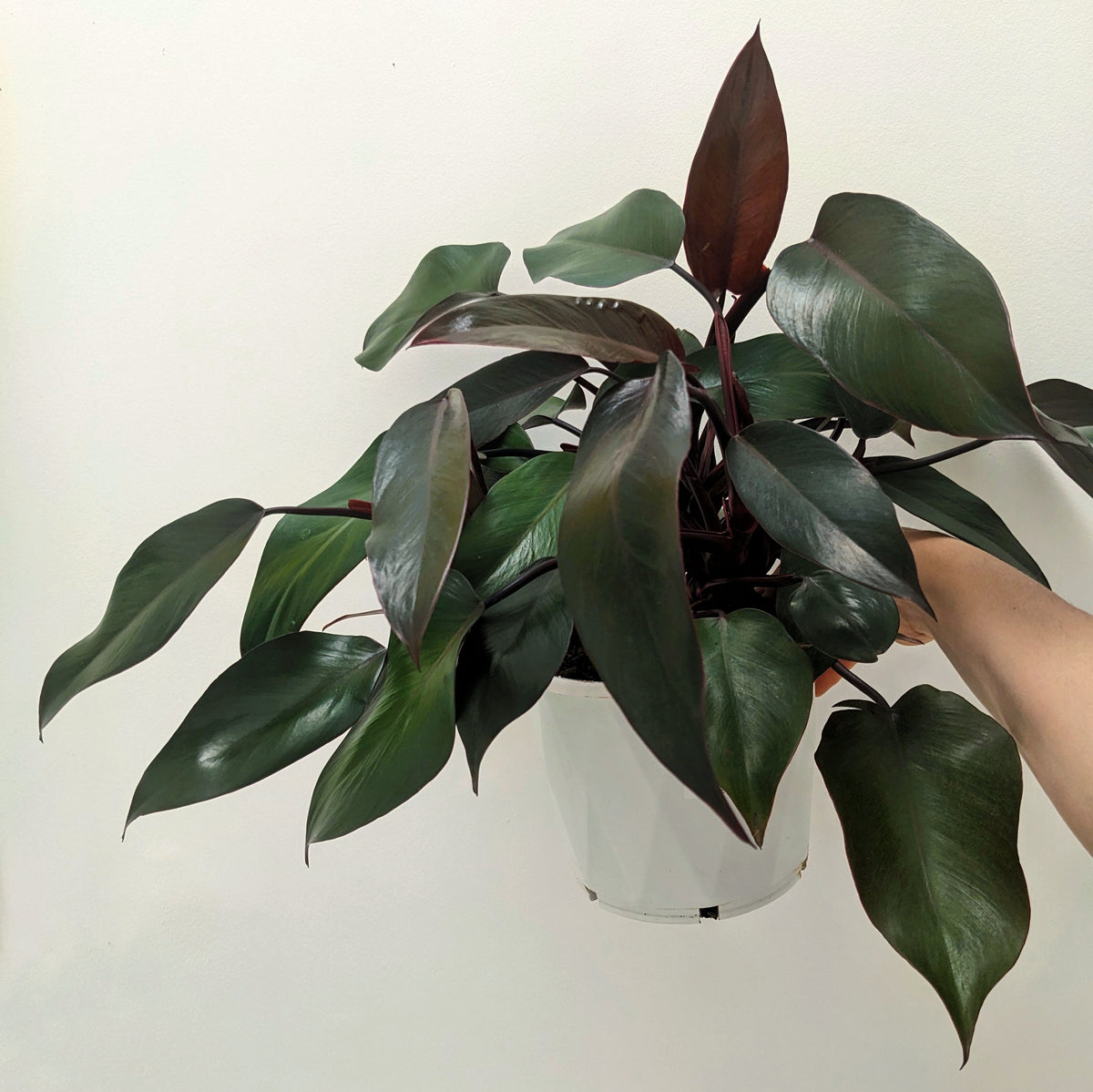 black philodendron royal queen Philodendron tatei 'Royal Queen' - 20cm pot