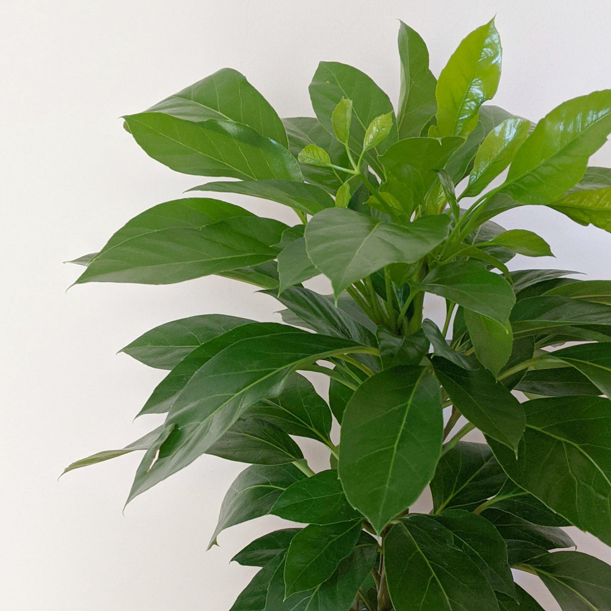 Schefflera amate ‘Alpine Junior’ (Umbrella Tree) 20cm pot