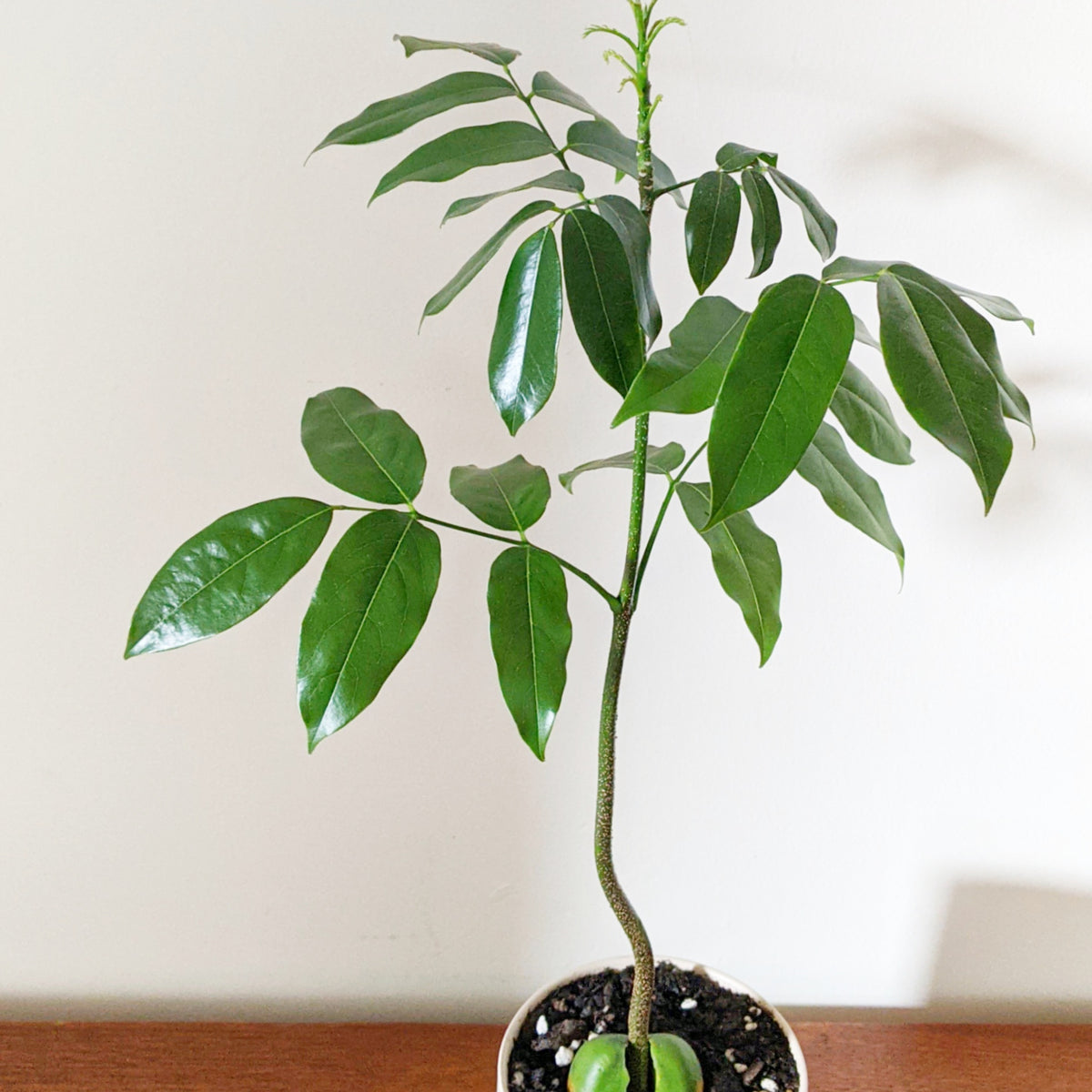Castanospermum Australe Magic Bean In Oslo Planter Plantsmith 