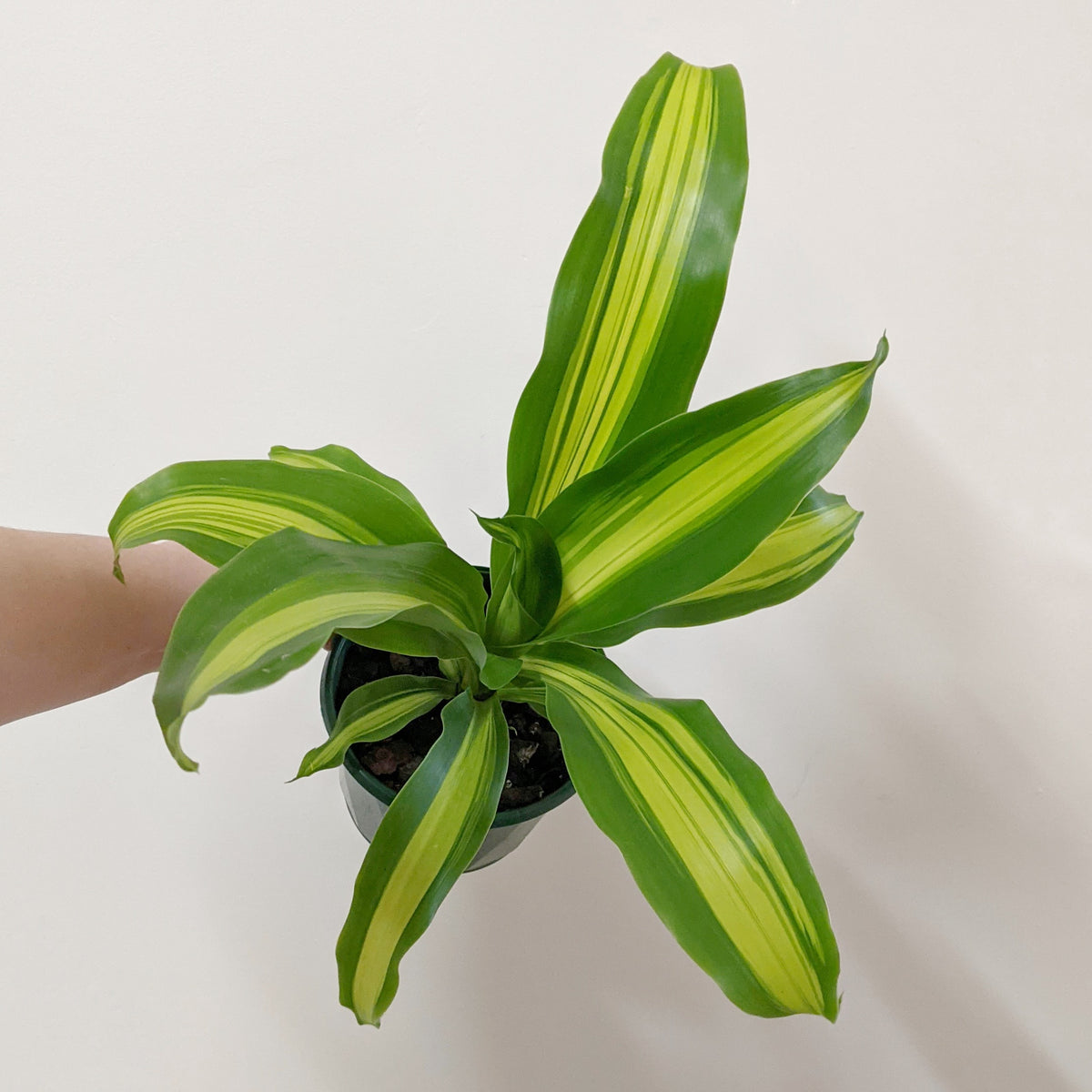 dracaena gold cord Dracaena fragrans cv. Massangeana 'Goldcord' (Happy Plant) - 13cm pot