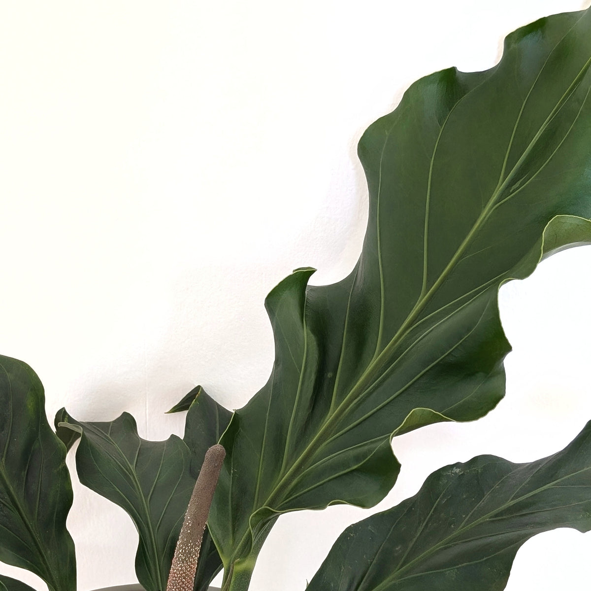 indoor wave of love plant Anthurium plowmanii 