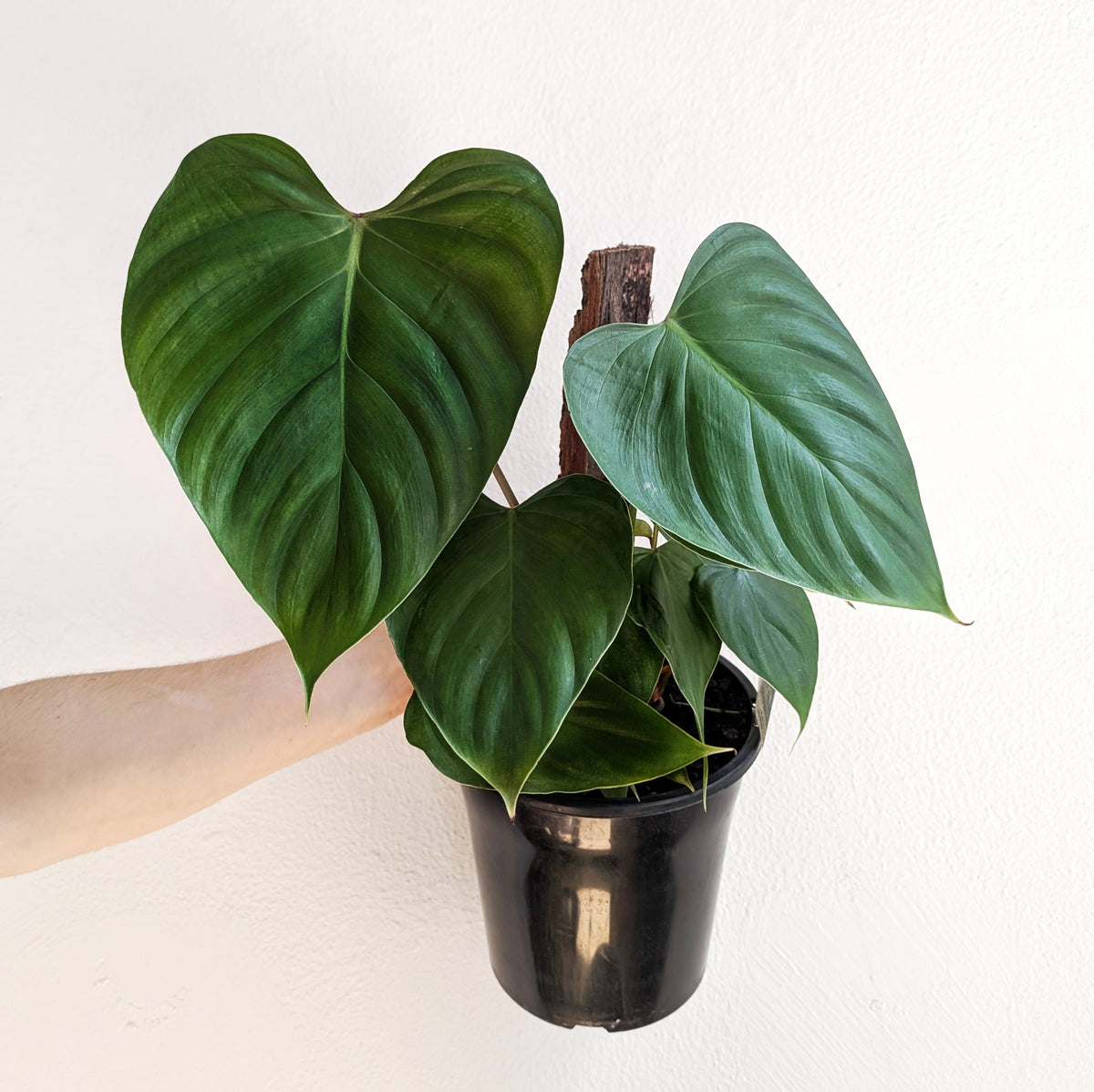 Philodendron 'Lynamii' - 18cm pot | Plantsmith Indoor Plants Melbourne
