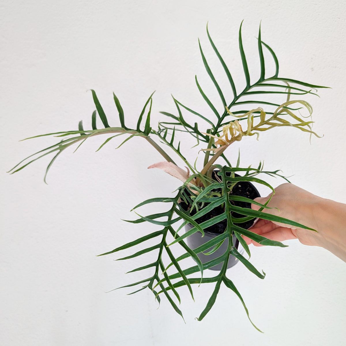 Philodendron bipinnatifidum tortum (Philodendron Skeleton Key) - 12.5cm