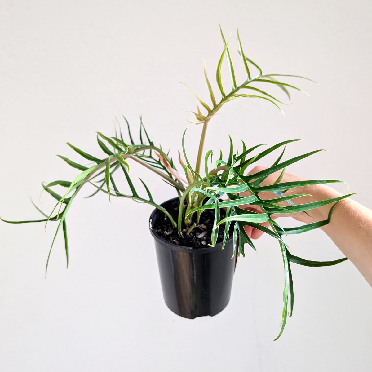 Philodendron bipinnatifidum tortum (Philodendron Skeleton Key) - 12.5cm