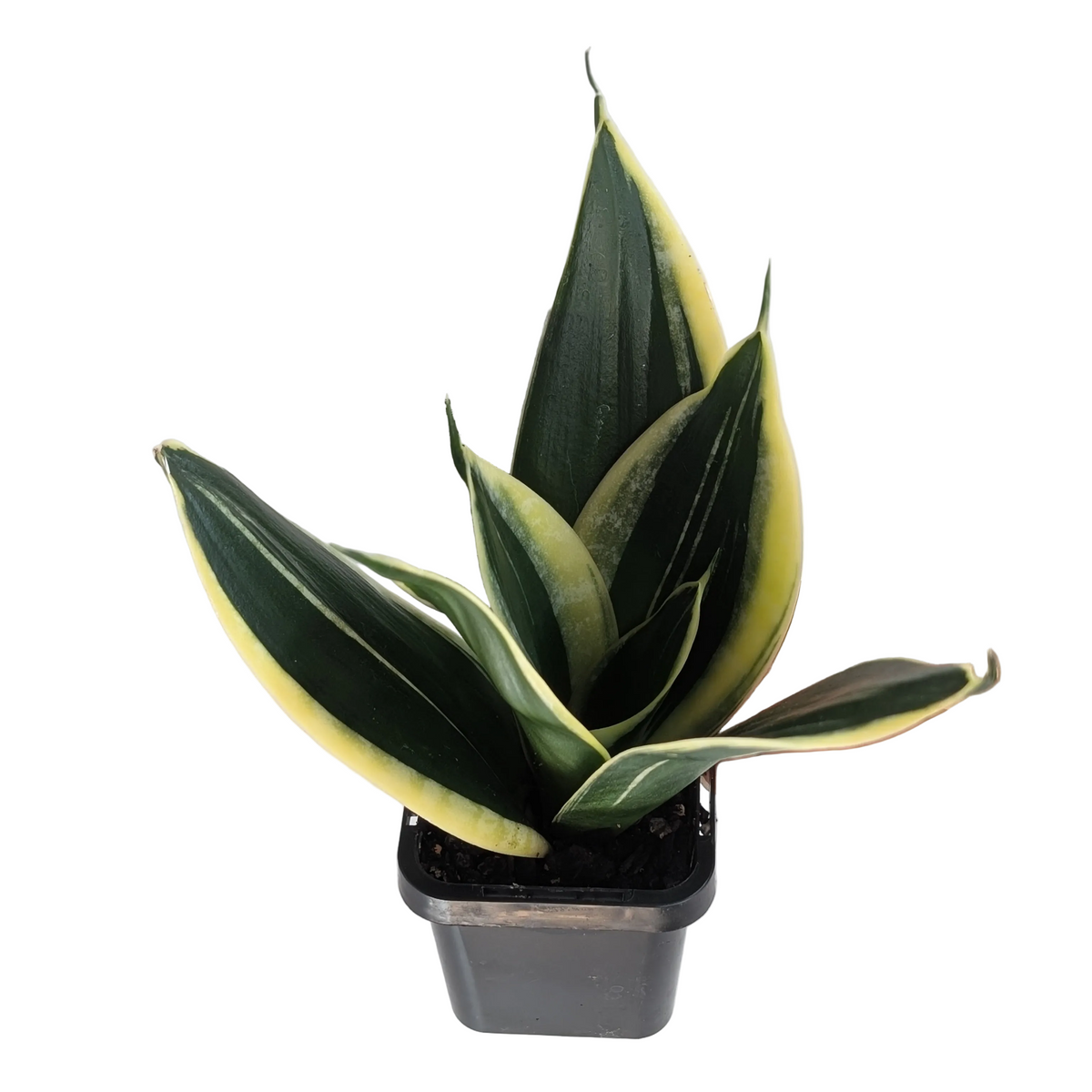 sansevieria hahnii lotus Sansevieria Lotus Hahnii (Snake Plant) - 7cm pot