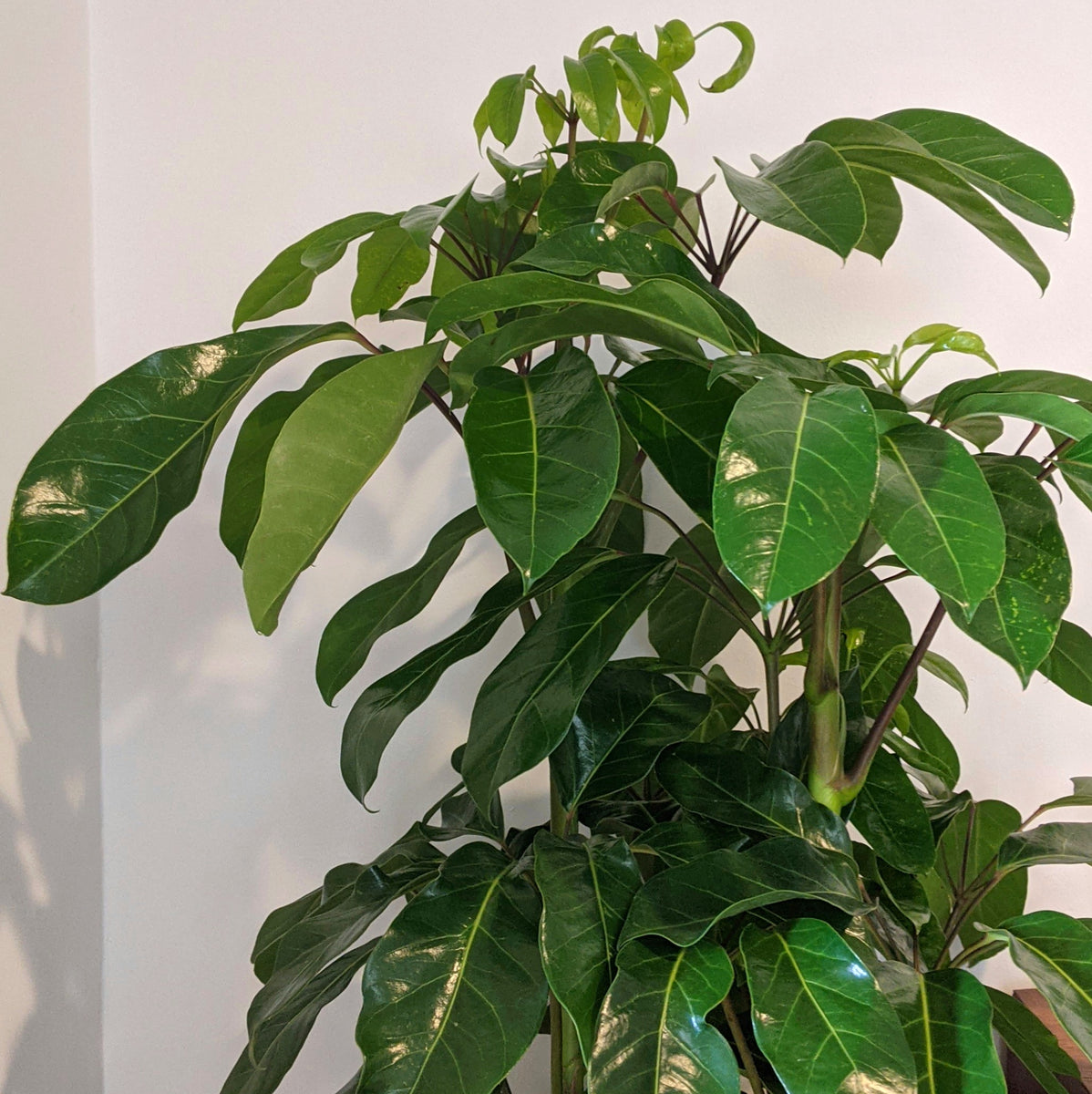 Schefflera amate (Umbrella Tree) 30cm Plantsmith Indoor Plants