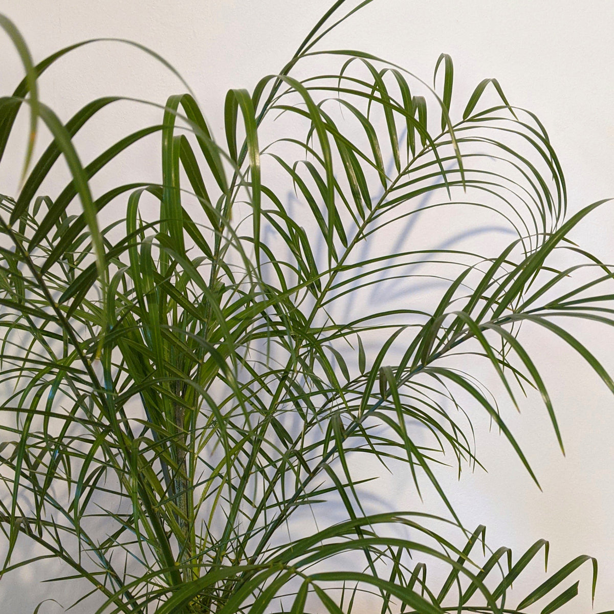 Phoenix Roebellinii Miniature Date Palm 20cm Pot Plantsmith Phoenix roebellinii miniature date palm 20cm pot plantsmith