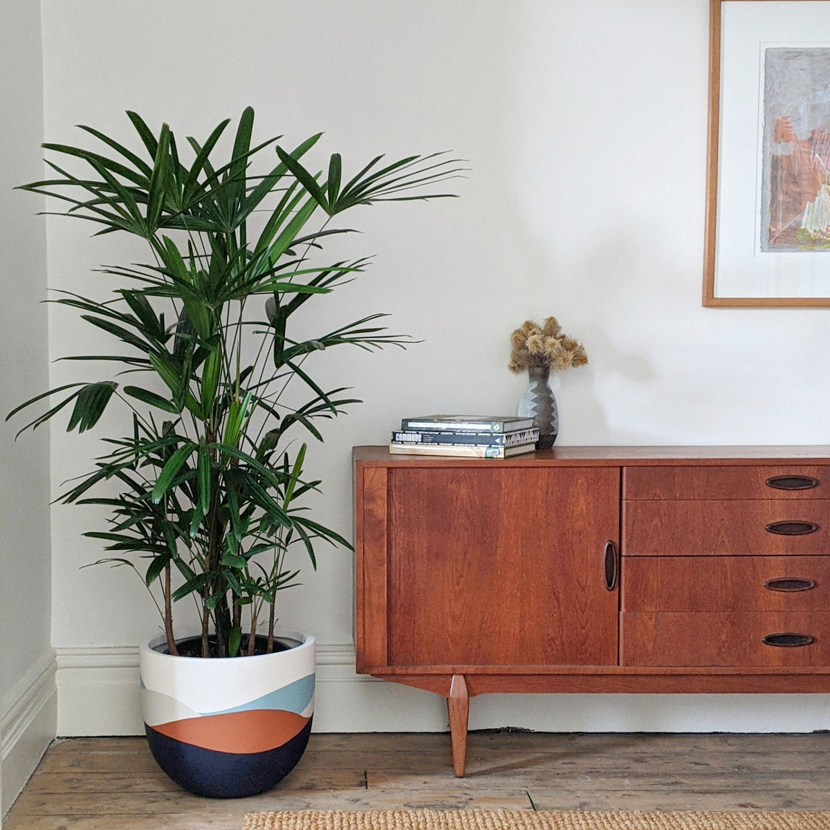 Rhapis excelsa (Lady Finger Palm) 30cm pot Plantsmith Indoor Plants