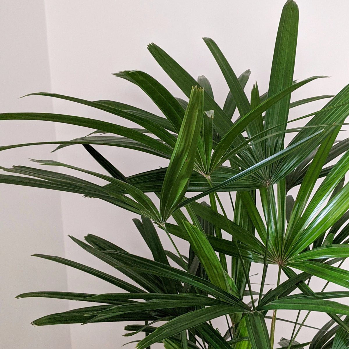 Rhapis excelsa (Lady Finger Palm) 30cm pot Plantsmith Indoor Plants