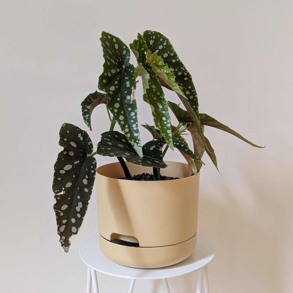 Mini Begonia Maculata & Pot