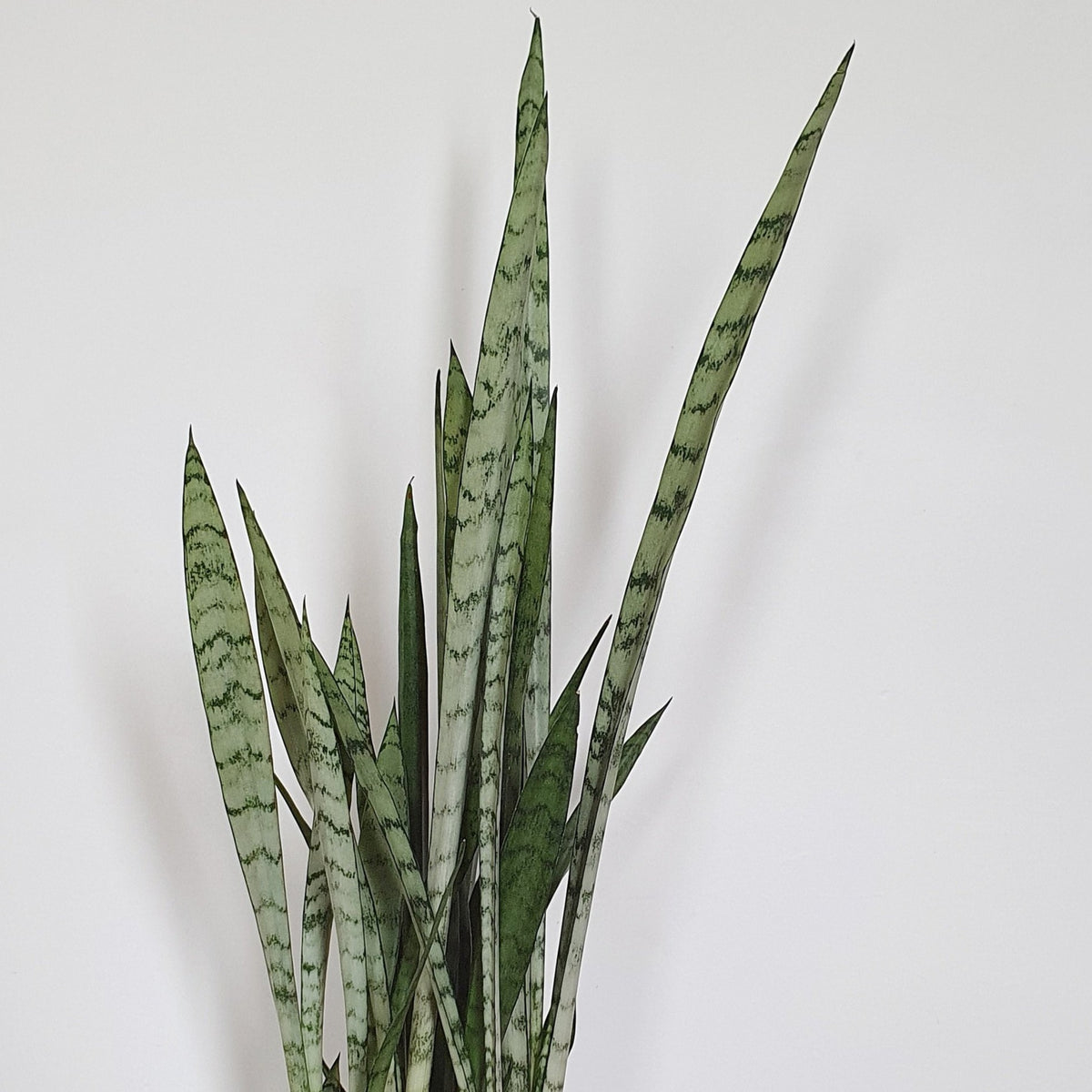 Sansevieria trifasciata 'Silver Princess' - 15cm
