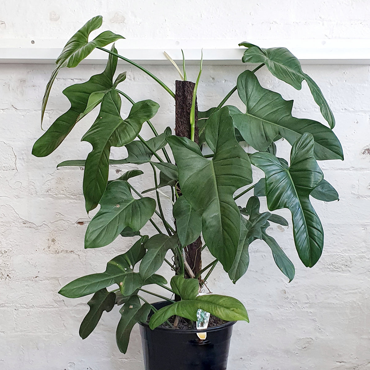 philodendron bipennifolium horse head Philodendron bipennifolium (Horse/ Wolfs Head Philodendron) - 30cm Pot