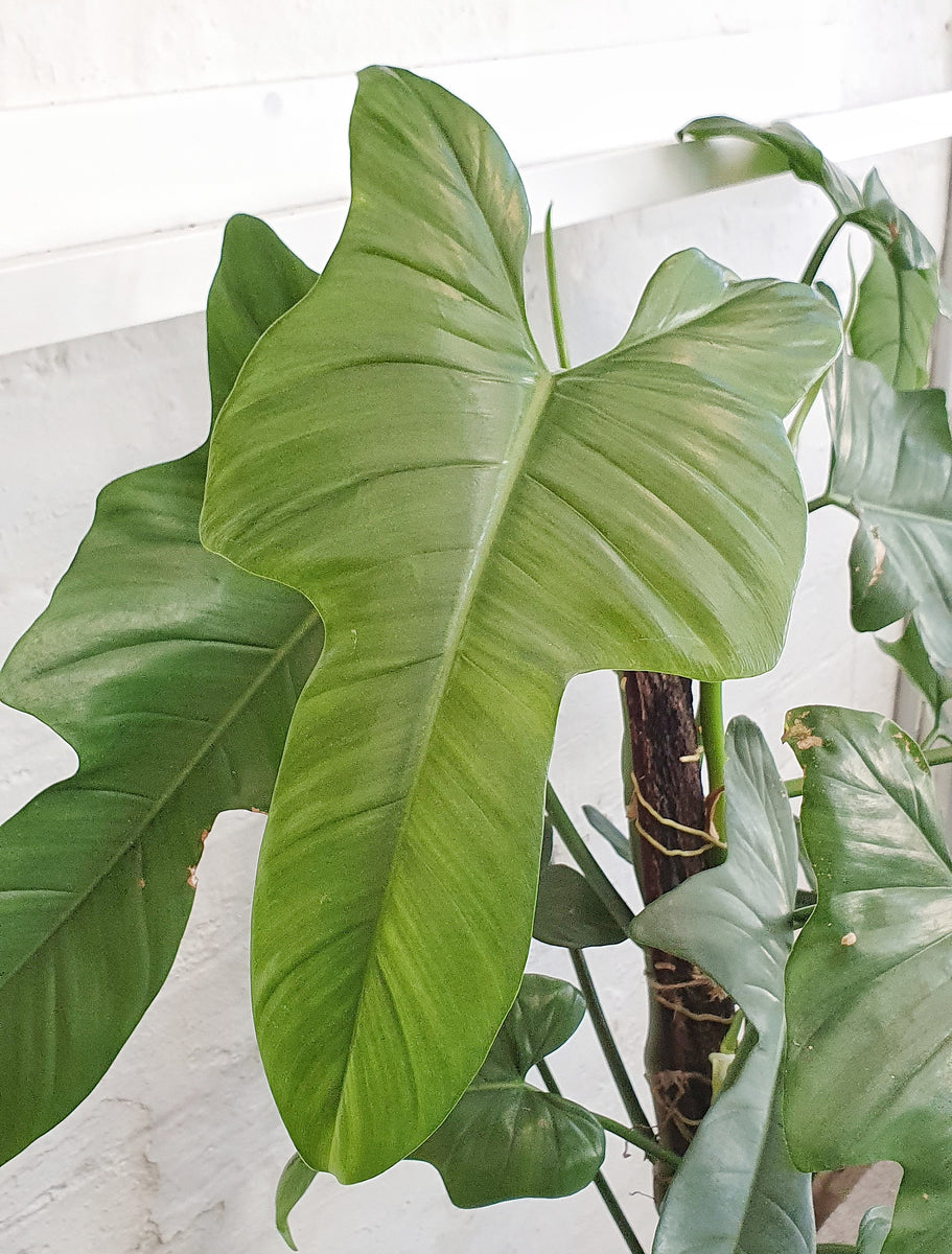 Philodendron bipennifolium (Horse/ Wolfs Head Philodendron) - 25cm Pot