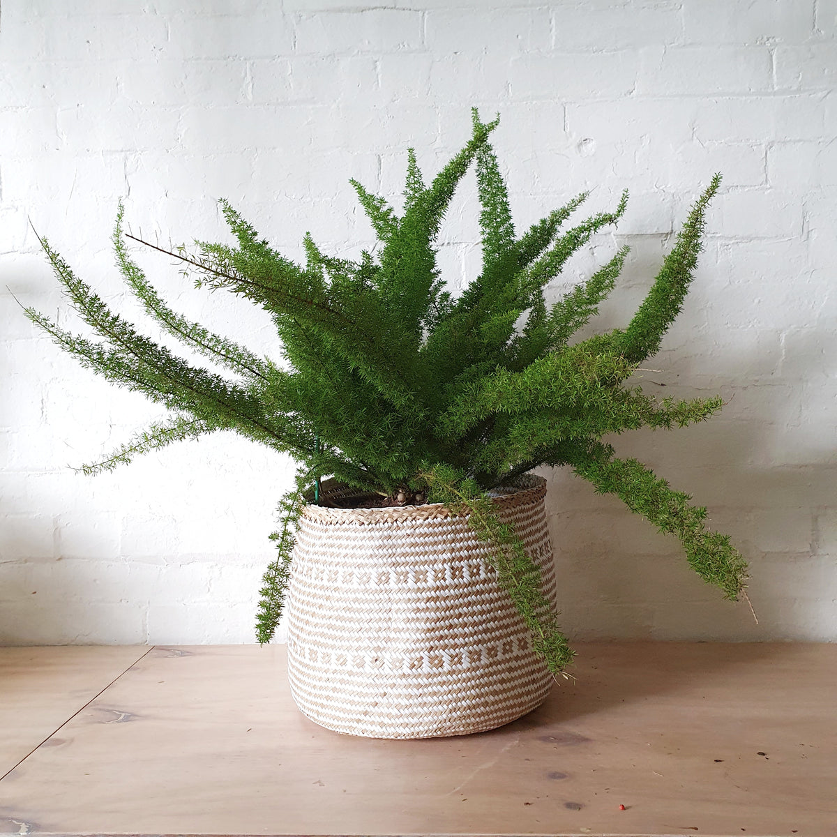 Asparagus densiflorus 'Myersii' (Foxtail Fern) 30cm pot Plantsmith