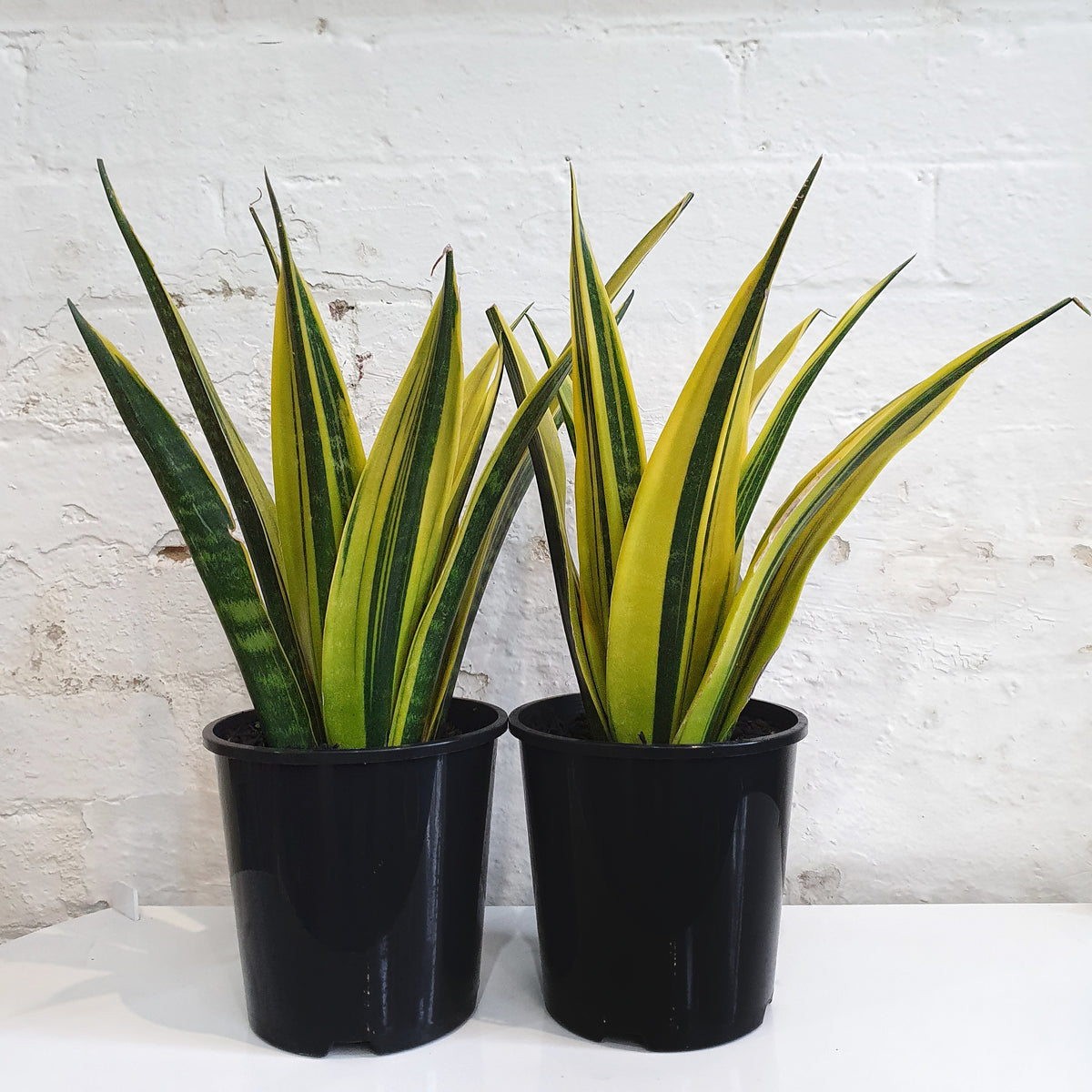 sansevieria golden flame price Sansevieria 'Golden Flame' (Snake Plant) - 15cm pot
