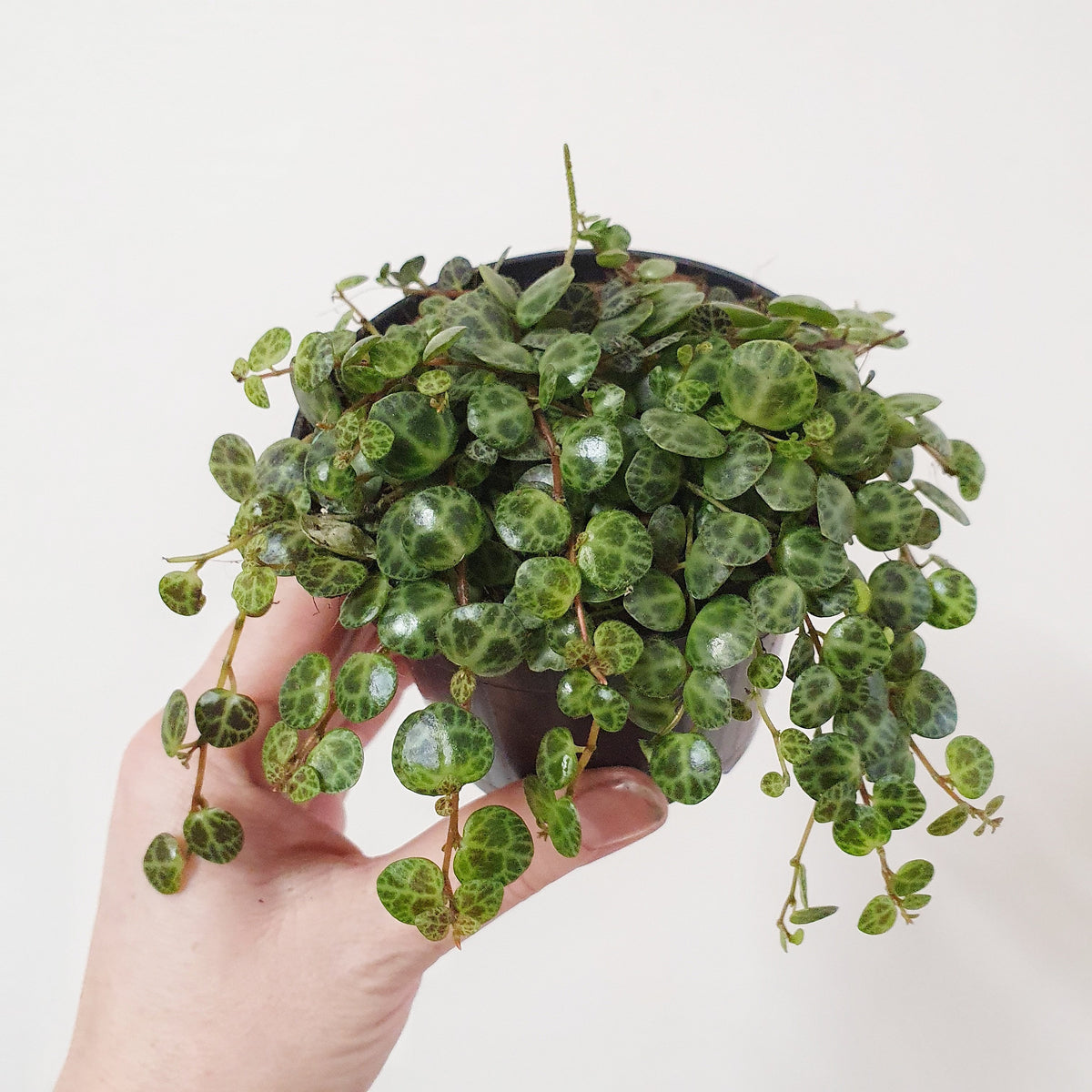 jade necklace plant peperomia Peperomia prostrata (String of Turtles) - 9.5cm pot