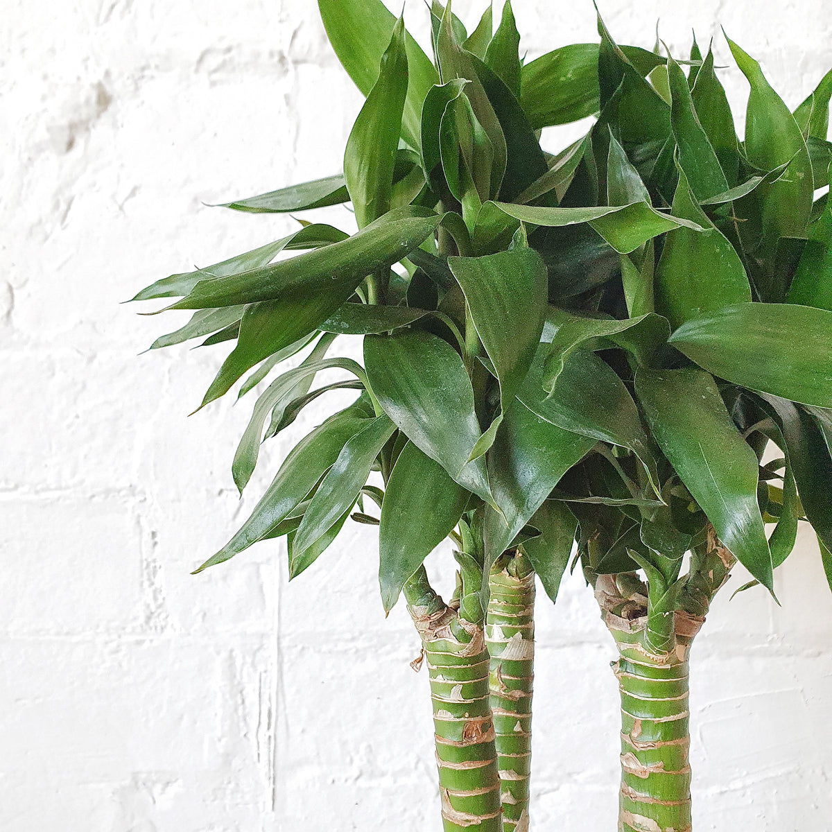 lucky bamboo sydney Dracaena sanderiana (Lucky Bamboo Lotus) - 15cm pot