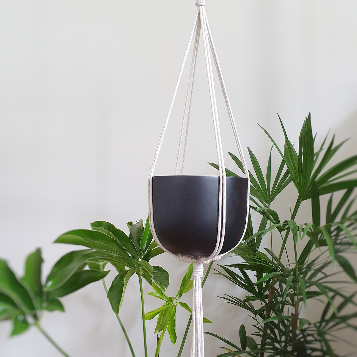 Elk & Horn basic hanger Bone Plantsmith Indoor Plants Melbourne