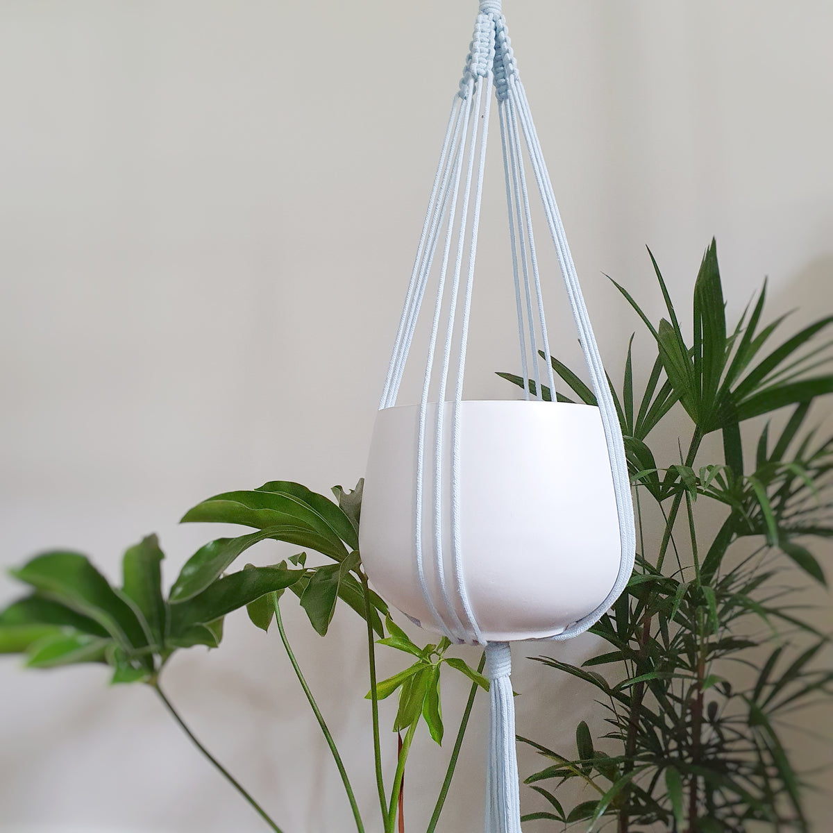 Elk & Horn spread hanger Sky Blue Plantsmith Indoor Plants Melbourne