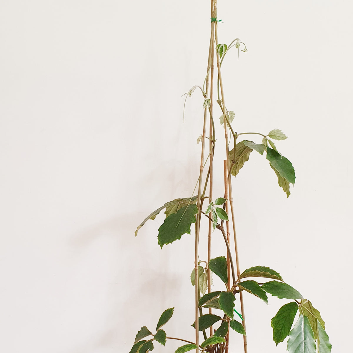 Bamboo Plant Stake Plantsmith Indoor Plants Melbourne