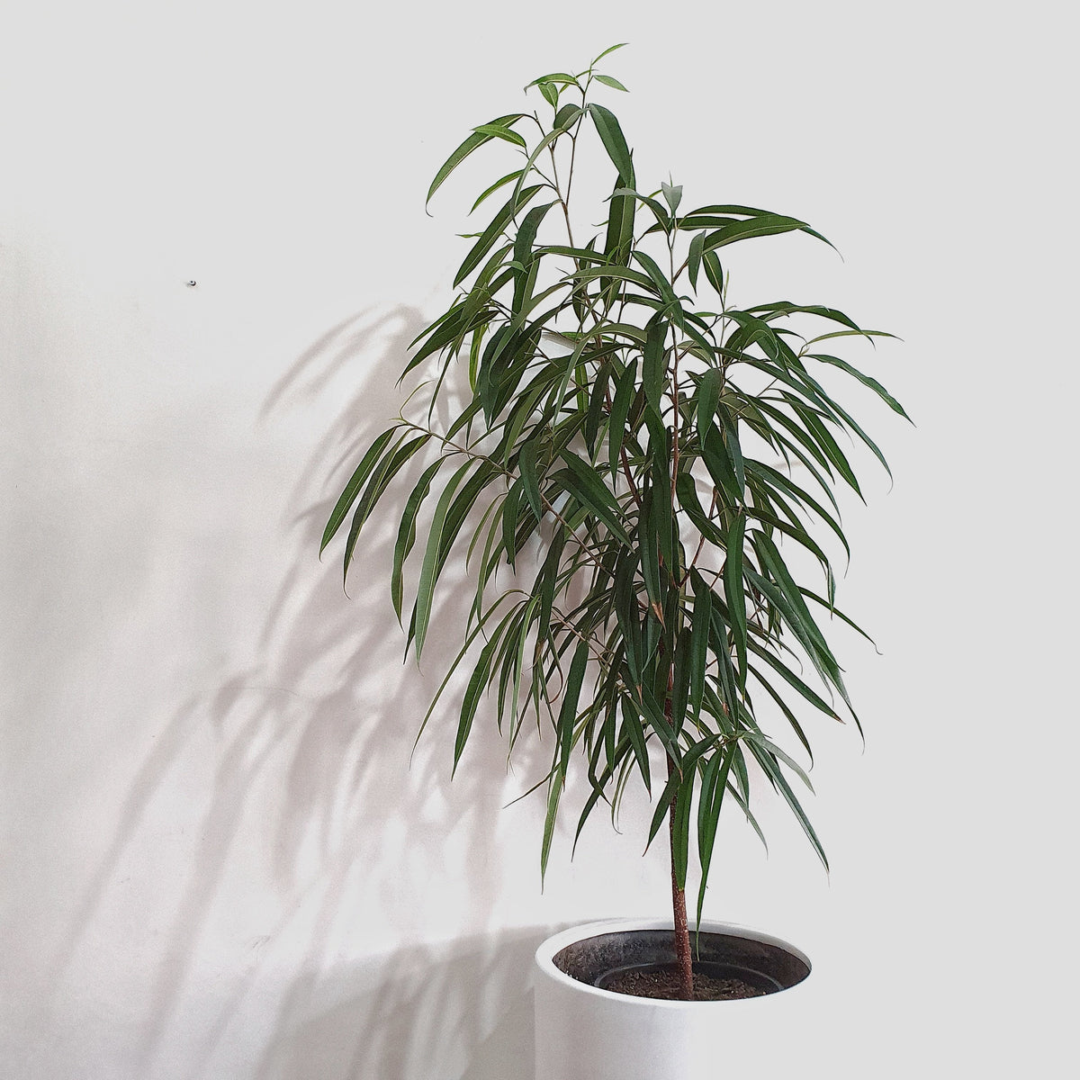 gumtree indoor plants Ficus longifolia - 20cm pot