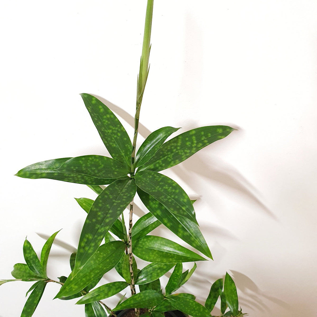 dracaena sierra leone Dracaena surculosa punctulata 'Sierra Leone' - 30cm pot