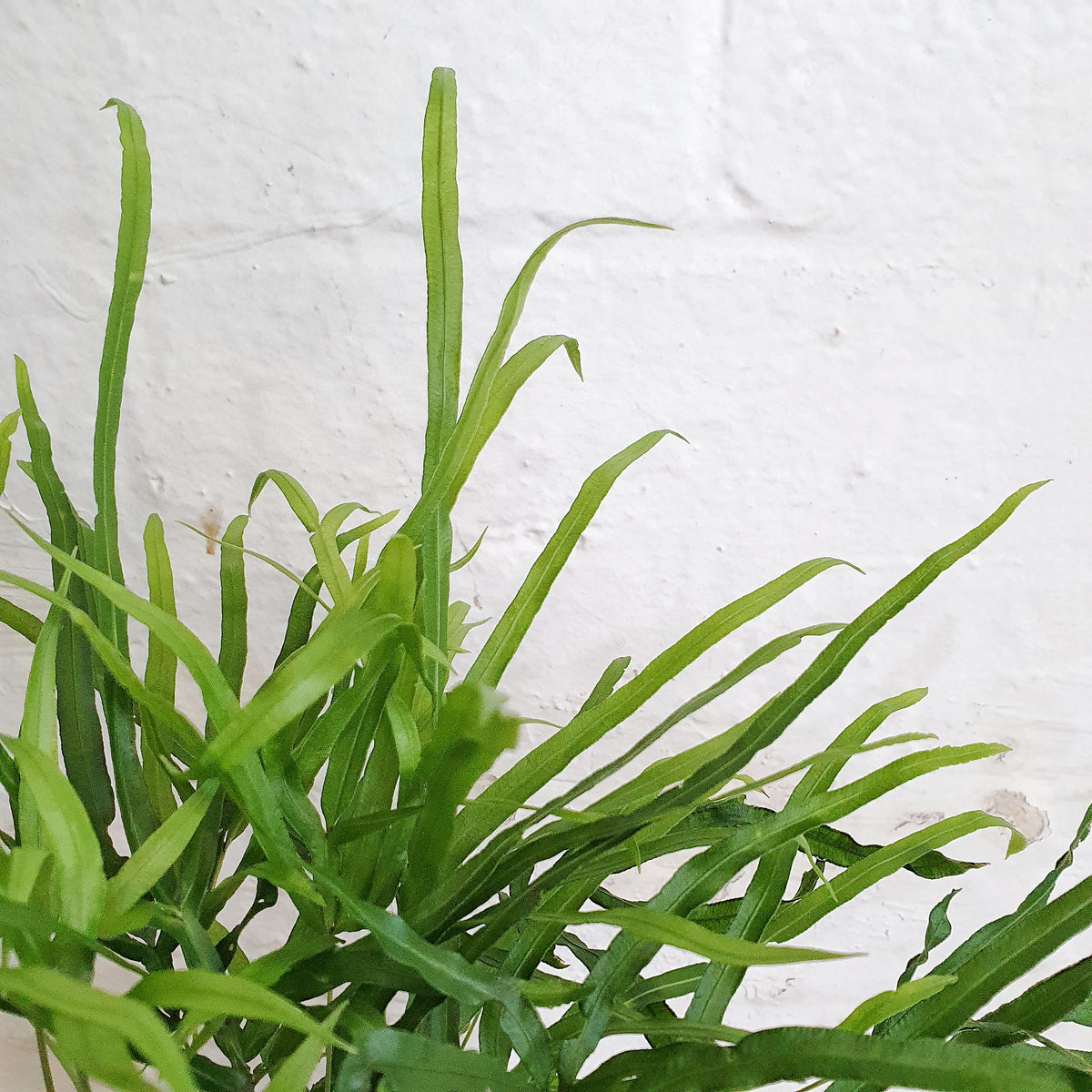 spider brake plant Pteris Multifida (Spider Brake Fern) - 14cm pot