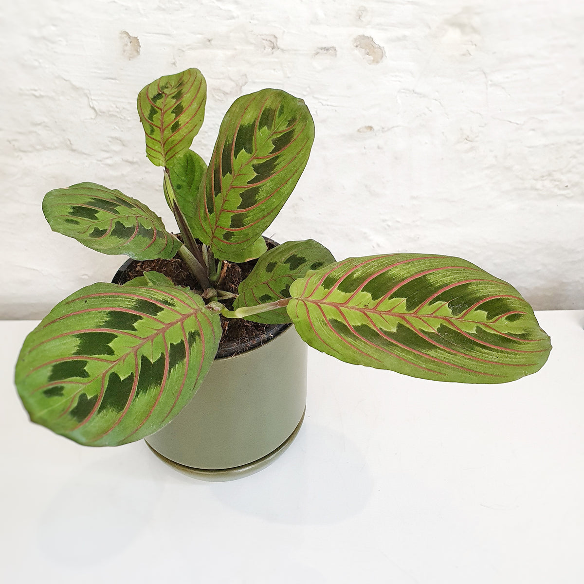 prayer plant australia Maranta Leuconeura 'Red Vein' (Prayer Plant) - 13cm pot