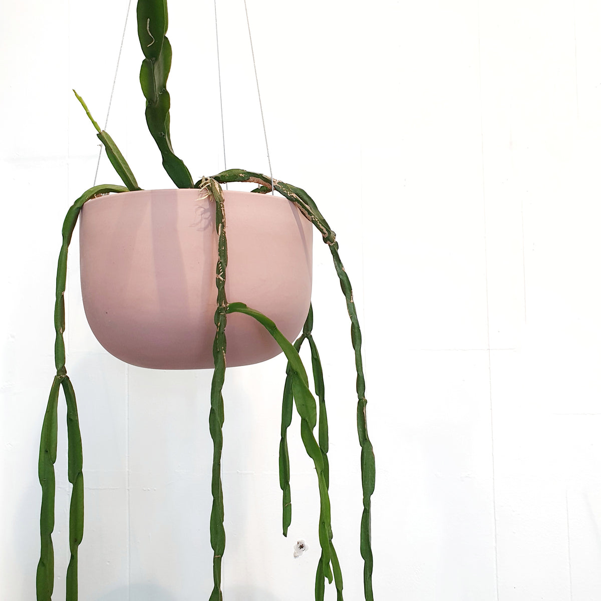 Rhipsalis paradoxa in Ceramic Hanging Planter Plantsmith Indoor