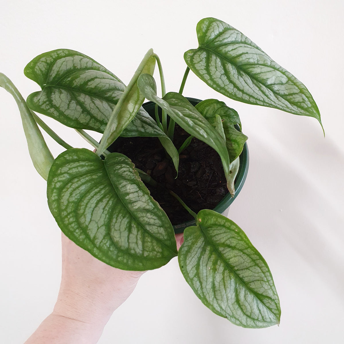 philodendron el salvador Monstera siltepecana 'El Salvador' - 13cm pot