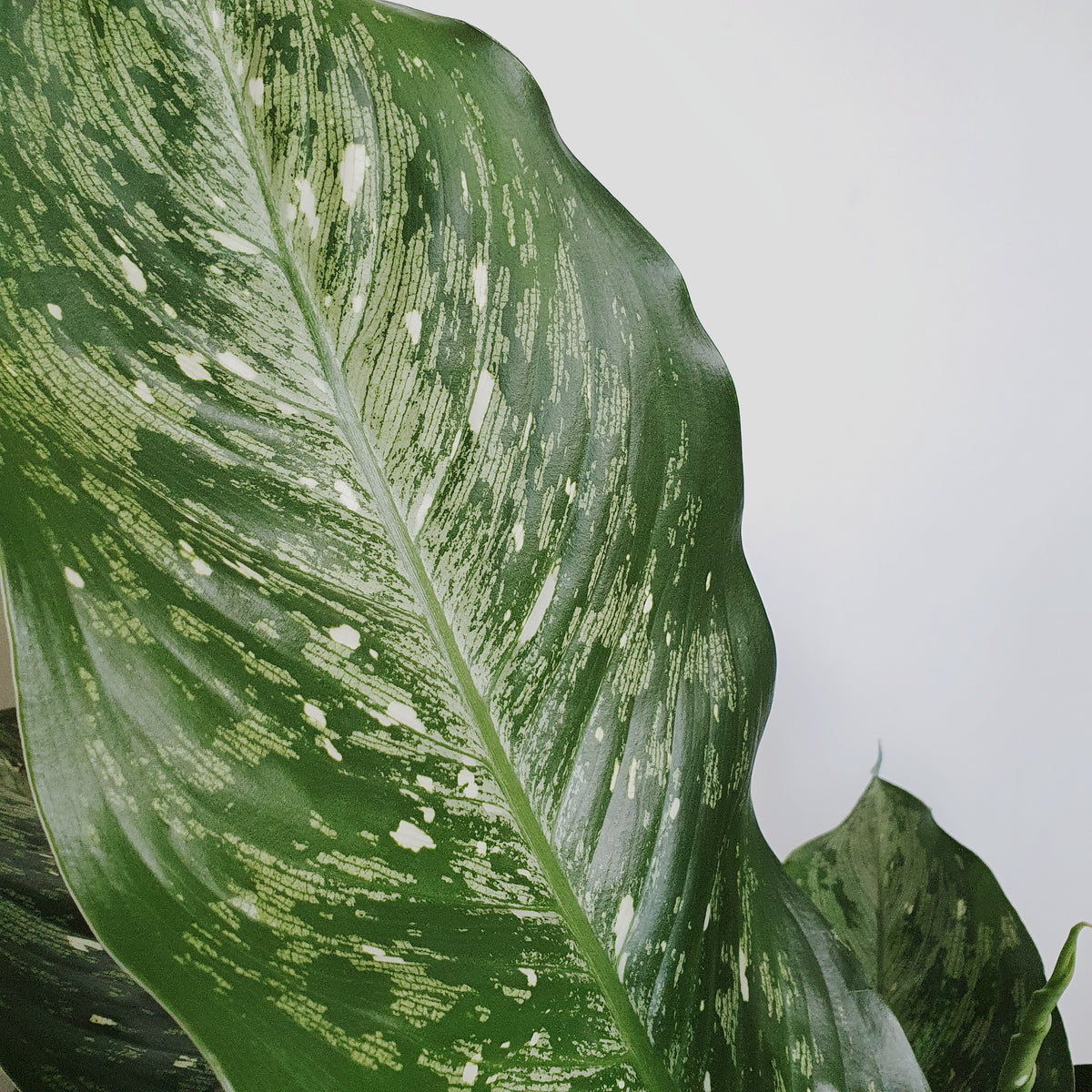 dieffenbachia maculata tiki Dieffenbachia maculata 'Tiki' - 25cm pot