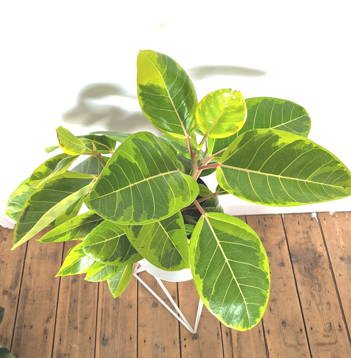 lemon lime rubber tree indoor Ficus elastica 'Lemon Lime' - 25cm pot
