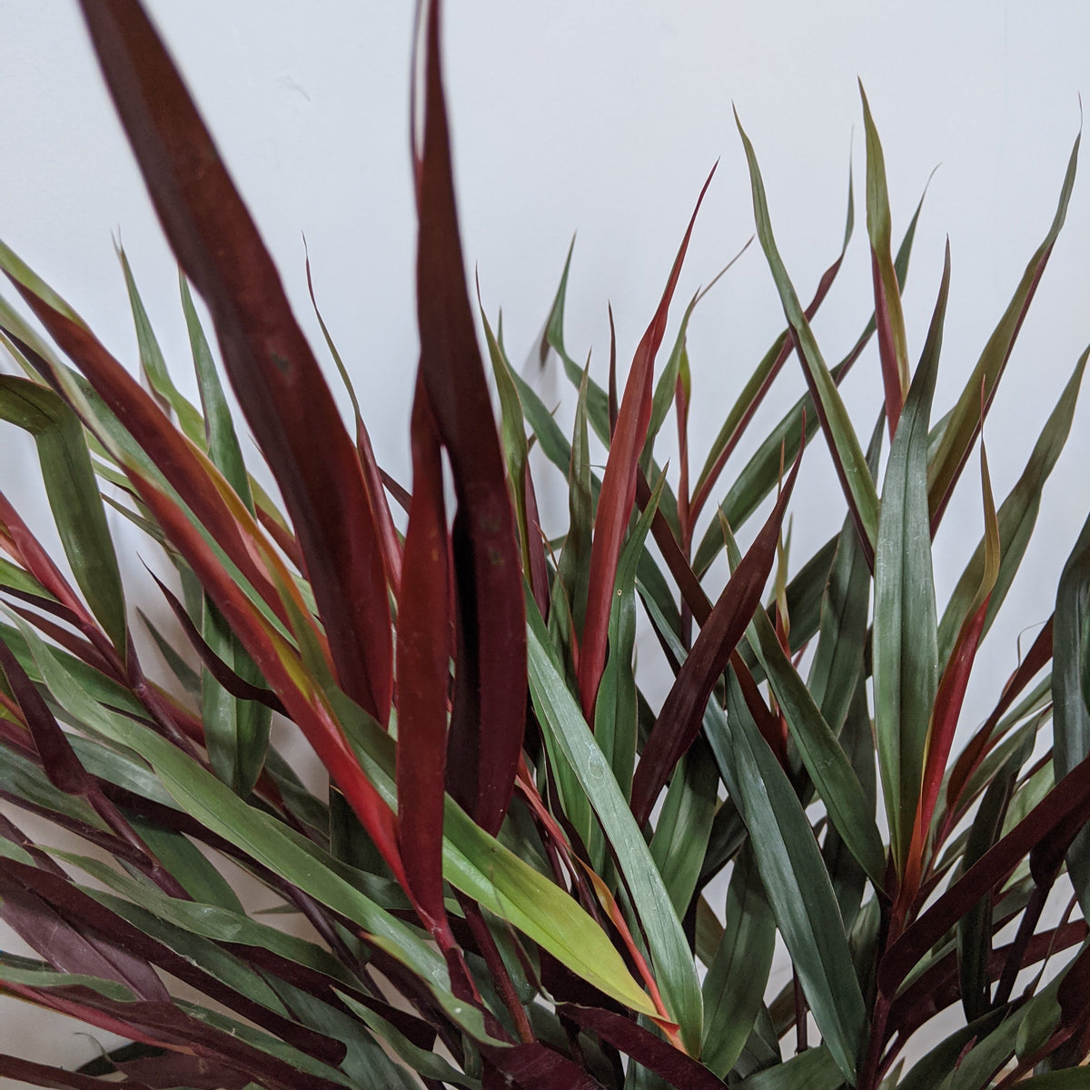 Rubin red alpinia Red rubin ginger plant