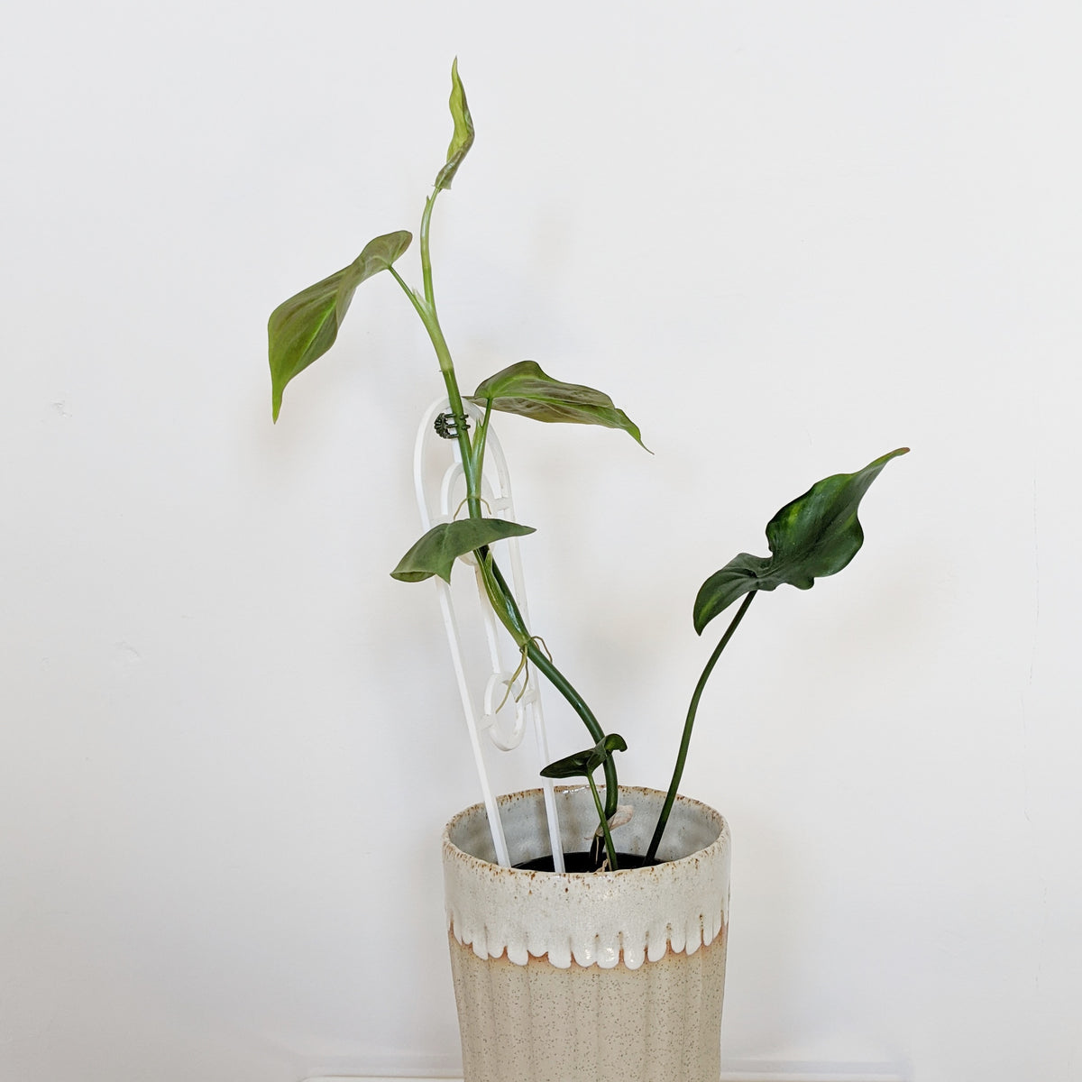 philodendron camposportoanum australia Philodendron camposportoanum