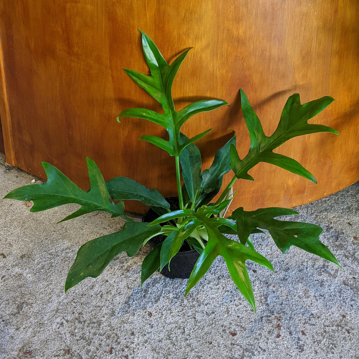 philodendron undulata Philodendron undulata 'Cinderella' - 12cm pot