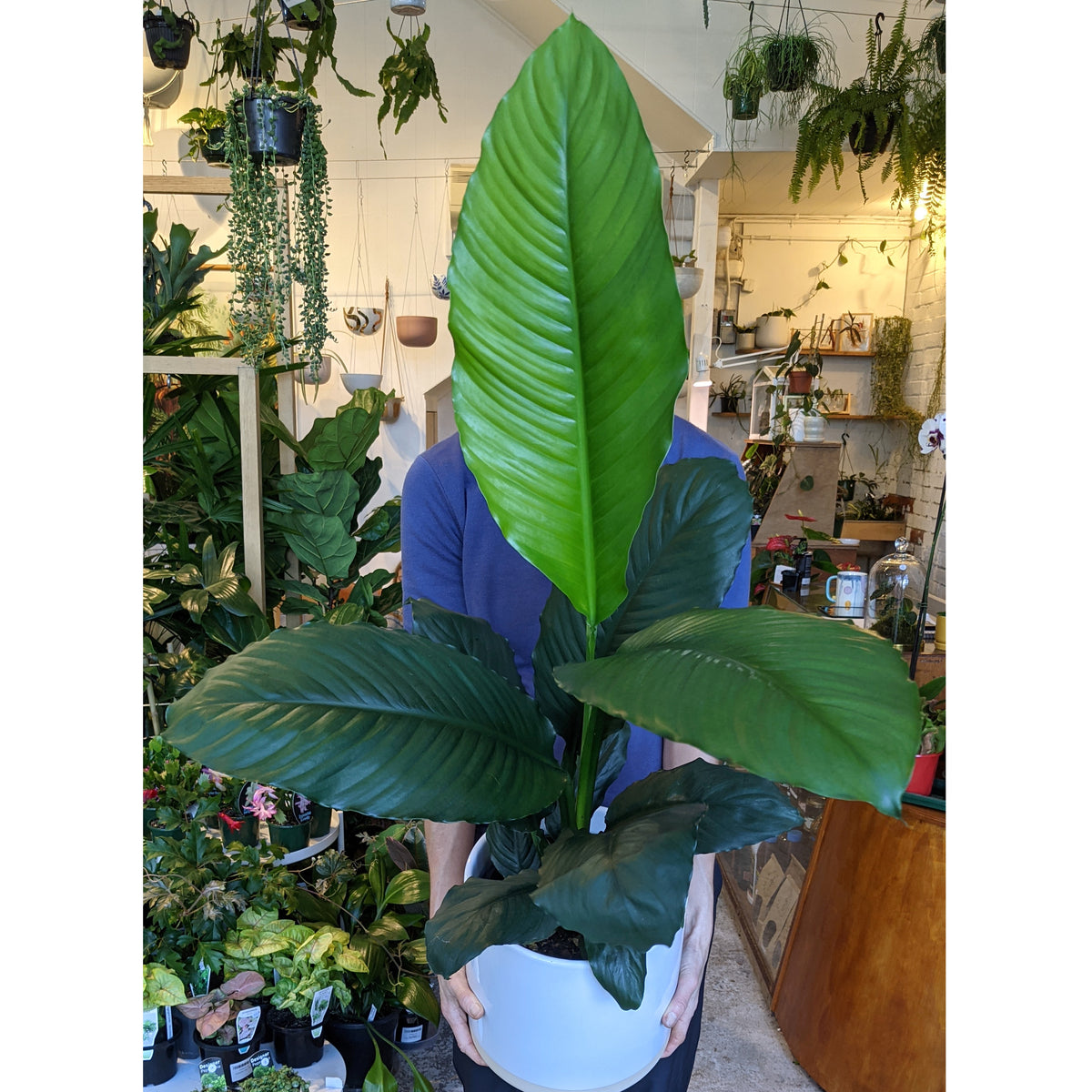 peace lily blue moon vs sensation Spathiphyllum 'Blue Moon' (Peace Lily)- Advanced 20cm