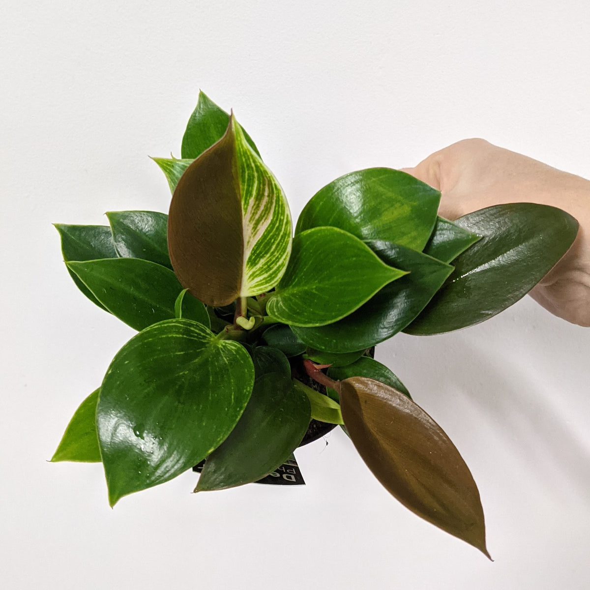 Philodendron Birkin x Rojo Congo - 9.5cm pot