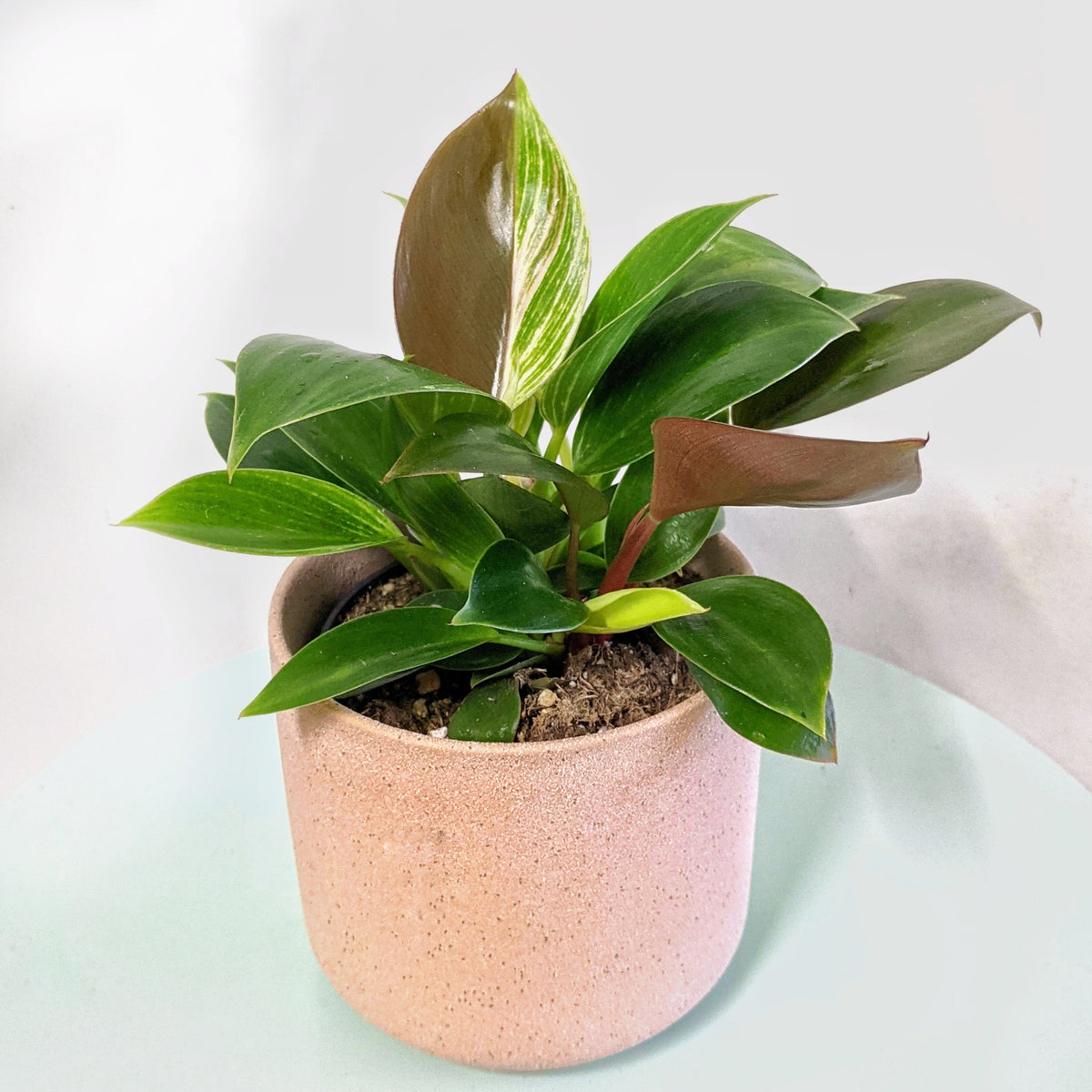 philodendron birkin rojo congo Philodendron Birkin x Rojo Congo - 9.5cm pot