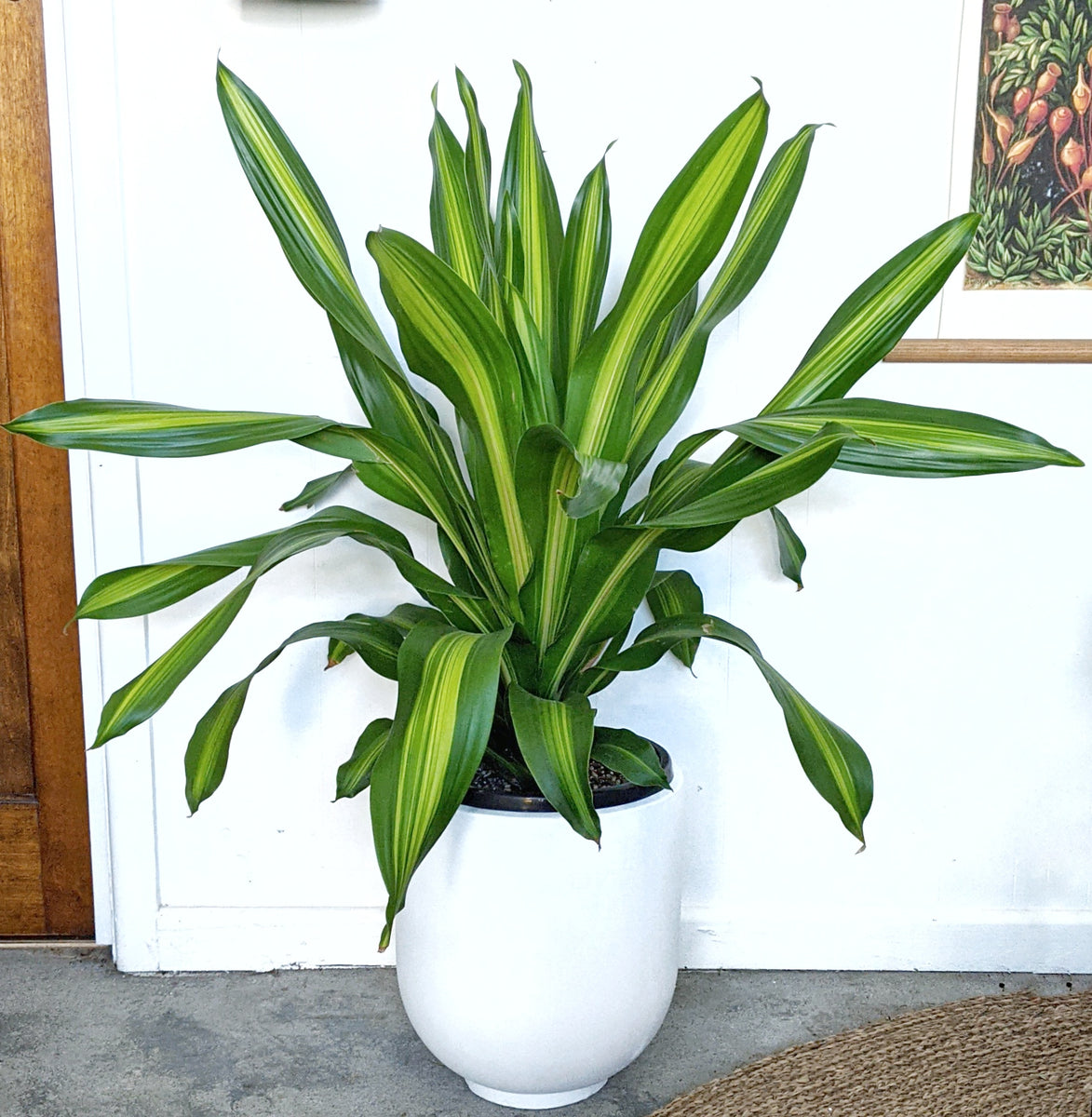 dracaena fragrans burley Dracaena fragrans 'Burley' - 25cm pot