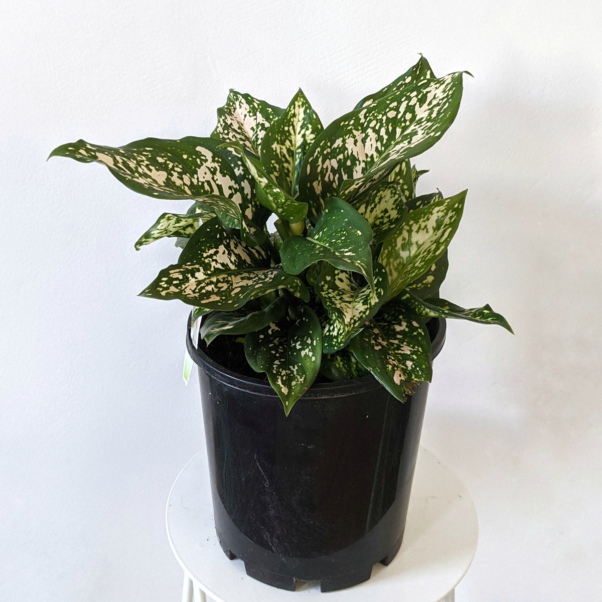 aglaonema eileen Aglaonema 'Eileen' (Chinese Evergreen) - 18cm Pot